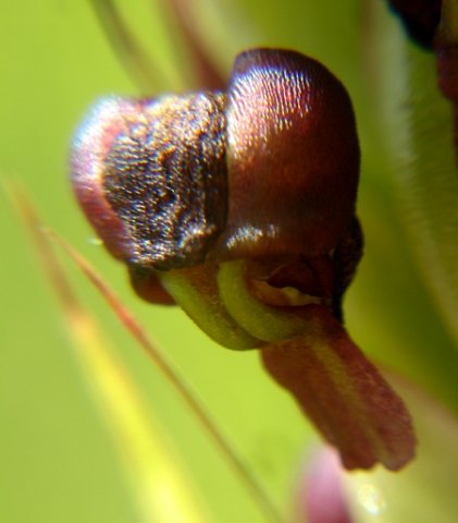 Pterygodium nigrescens flower dark median sepal